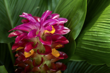Torch ginger red flower (Alpinia purpurata) with on green leaves background beautiful of the tropical, close up.