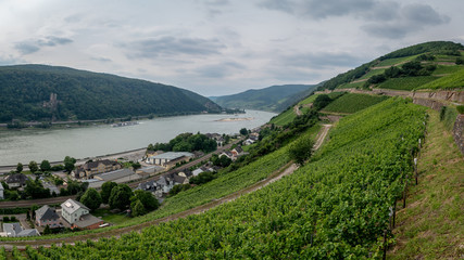 Fototapeta na wymiar Assmanshausen, Germany vineyards and river