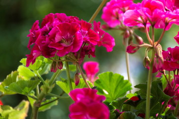Pelargonie