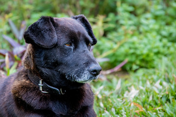 cachorro preto com olhos castanhos na grama verde