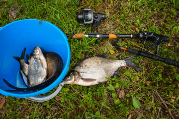 Caught fresh fish and a rod on the grass