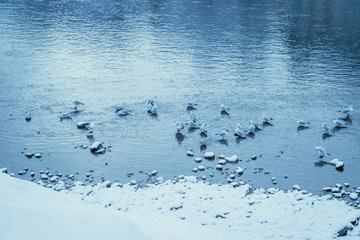 Möwen im Winter, Salzach