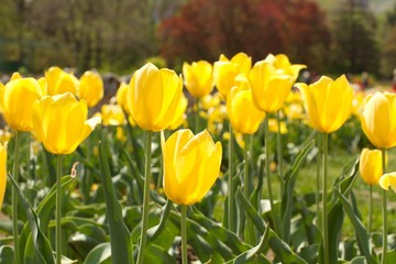Fototapeta premium Yellow Tulips