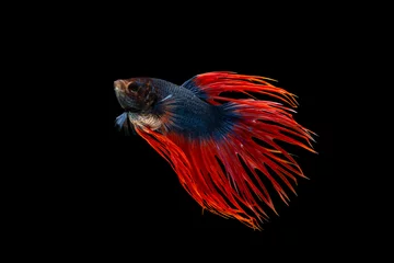 Deurstickers The moving moment beautiful of siamese betta fighting fish or crown tail in thailand on black background.  © Soonthorn