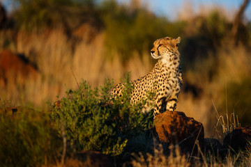 Cheetah high on the rocks looking for prey in the last sun light in Tiger Canyons Game Reserve in South Africa