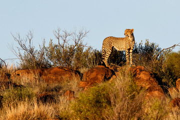 Cheetah high on the rocks looking for prey in the last sun light in Tiger Canyons Game Reserve in South Africa