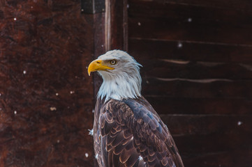 Portrait d'un pygargue à tête blanche emblème des états-unis d'amérique