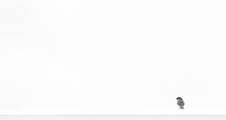 alone sparrow on the roof