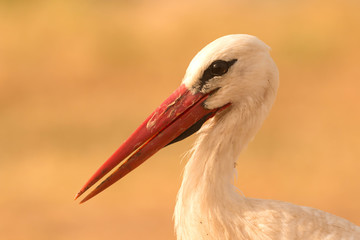Portrait of a elegant stork