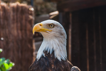 Portrait d'un pygargue à tête blanche emblème des états-unis d'amérique