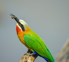 A close up makro portrait shot of a white fronted bee eater in Mankwe hide in Pilanesberg national park