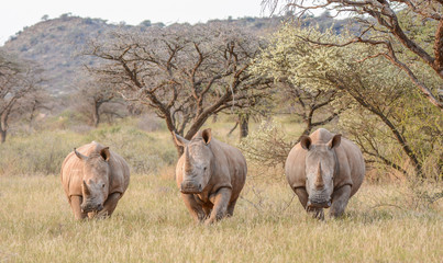 Three White Rhinos in grassland