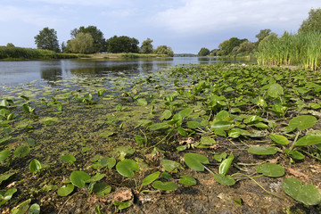 Altarm der Oder im Natura 2000 Gebiet 