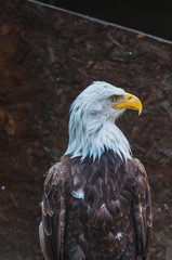 Portrait d'un pygargue à tête blanche emblème des états-unis d'amérique