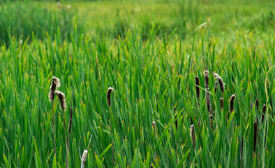 Green cattails in the sun