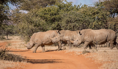 Naklejka premium White Rhinoceros