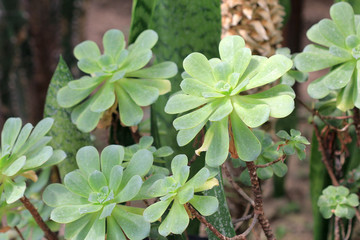 Суккулент Эхеверия крупным планом