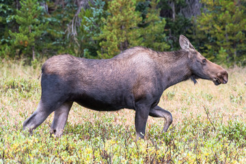 Wild Moose in the Rocky Mountains of Colorado