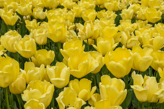 Fototapeta yellow tulip background