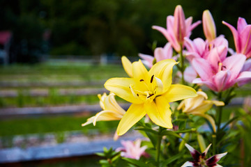 Colorful Easter Lily Garden