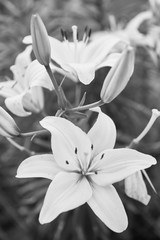 Black and White Easter Lily