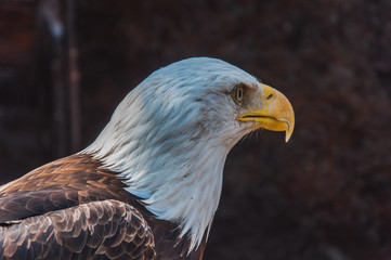 Portrait d'un pygargue à tête blanche emblème des états-unis d'amérique