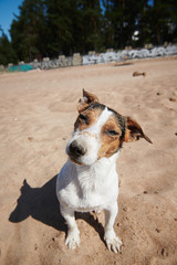 Sweet dog bowing dirty head looking at camera while sitting on sandy shore on sunny day