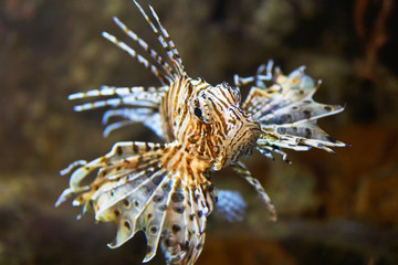 Naklejka na ściany i meble Aquarium fish Lionfish close-up. Toned