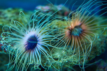 Sea anemones in abstract colors