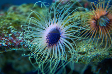 Sea anemones in abstract colors
