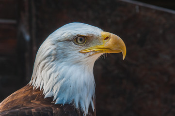 Portrait d'un pygargue à tête blanche emblème des états-unis d'amérique