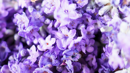 Close-up or macro images of Japan lavender bouquet bunch which freshness colorful blooming and have...