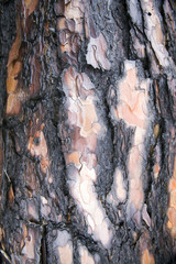 background structure bark coniferous pine closeup