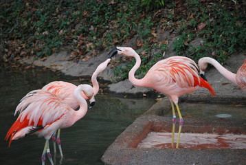 Pink Flamingos Portrait
