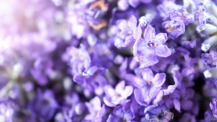 Close-up or macro images of Japan lavender bouquet bunch which freshness colorful blooming and have...