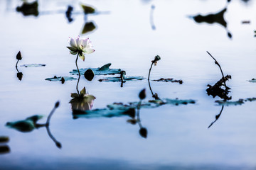 Beautiful peony lotus in Jinshan taipei taiwan
