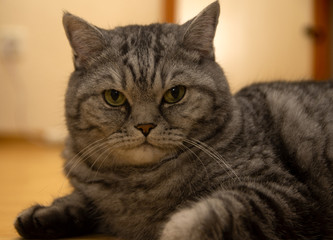 Cat watching something tea white