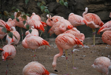 Pink Flamingos Portrait