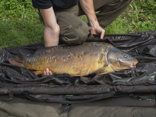 Carp