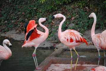 Pink Flamingos Portrait