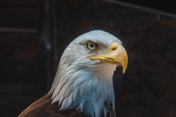 Obraz premium Portrait d'un pygargue à tête blanche emblème des états-unis d'amérique