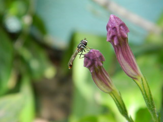 Fototapeta premium spore