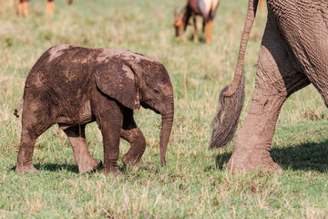 Elephant calf walking in the family herd in Masai Mara National Park in Kenya