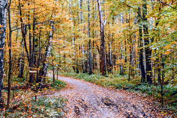 Path in a forest with colorful autumn leaves
