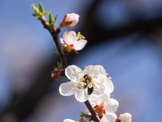 Fototapeta na wymiar apricot wasp pollination