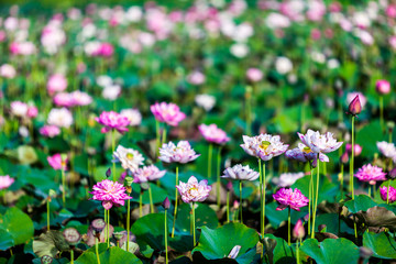 Fototapeta premium Beautiful peony lotus in Jinshan taipei taiwan