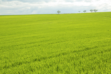 Kulturlandschaft bei Allensbach