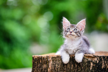 Close up an adorable silver blue kitten sitting on a wooden log blurry background by green garden....