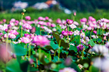 Fototapeta premium Beautiful peony lotus in Jinshan taipei taiwan