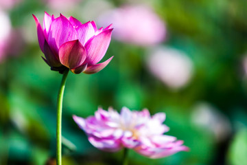 Fototapeta na wymiar Beautiful peony lotus in Jinshan taipei taiwan